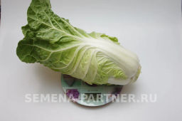 Капуста пекинская Нежность - Партнер фото 4