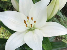 ЛИЛИЯ Кент Разбор 12/14 Кол-во упак., шт 7