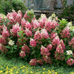 Гортензия метельчатая Кендллайт - 7цветов фото 2