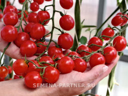 Томат Пушка - Партнер фото 7