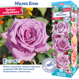 Роза Мами Блю (Чайно-гибридная) 1шт