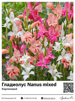 Гладиолус Nanus Mixed (Низкорослый)