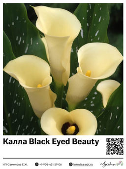 Калла Black Eyed Beauty