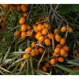 Облепиха Чулышманка (коробка) 1шт