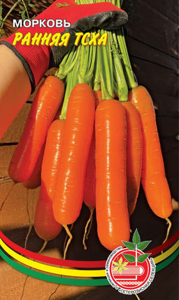 Морковь РАННЯЯ ТСХА Устойчива к поражению морковной мухой! Высокая урожайность!