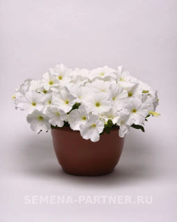 Петуния Изи Вэйв Уайт F1 каскадно-ампельная - Партнер фото 5