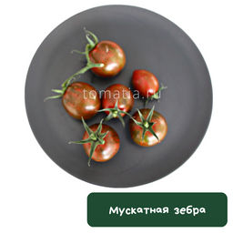 Мускатная зебра - Tomatia фото 2