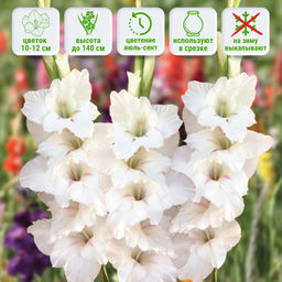 Гладиолус Флево Эскимо 5 шт