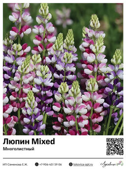 Люпин Mixed (Многолистный)