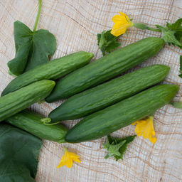 6213U Огурец Форвард F1 5шт