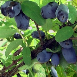 Жимолость Индиго Джем (коробка) 1шт