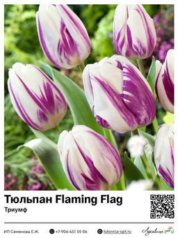 Тюльпан Flaming Flag (Триумф)