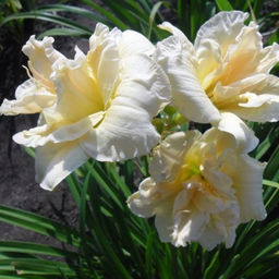 Лилейник Икебана Стар - Долина роз фото 3