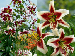 Лилия Беверли Дримс