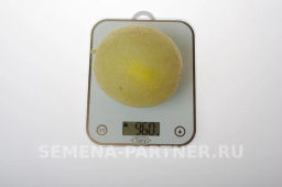 Дыня Майорка - Партнер фото 3