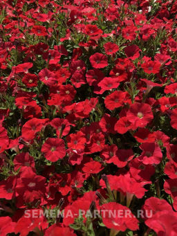 Петуния Лагуна Вивьен каскадная скарлет - Партнер фото 3
