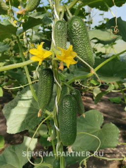 Огурец партенокарпический Монолит - Партнер фото 3