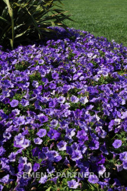 Петуния Шок Вэйв Деним многоцветковая каскадная - Партнер фото 4