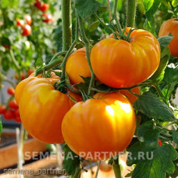 Томат Амана Оранж - Партнер фото 5