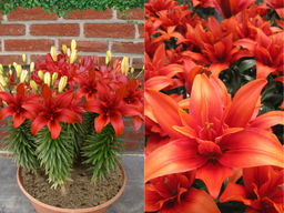 Лилия Ред Твин - Долина роз фото 2