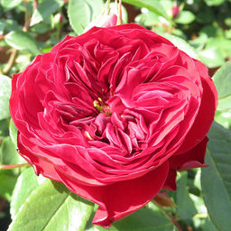 R330 МОНА ЛИЗА