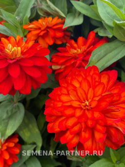 Цинния махровая Барышня-крестьянка Рябиновая Пастила - Партнер фото 5