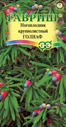 Ногоплодник круглолистный Голиаф 3шт. (Гавриш)