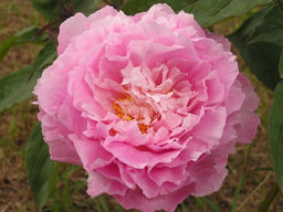 Пион Catharina Fontyn (Катарина Фонтайн)