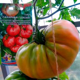 Томат САХАРНАЯ ГОЛОВА Салатный сорт Челябинской селекции! Плоды мясистые, безумно сладкие, тяжеловесные, массой до 1,5 кг! - Уральский дачник фото 6