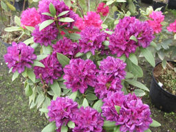 Рододендрон Polarnacht (Поларнахт) - Долина роз фото 4