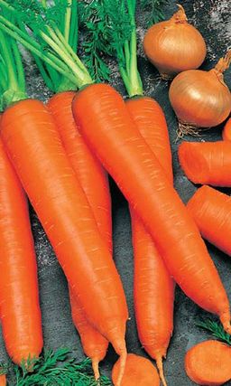 Морковь ЗИМНИЙ ДЕСЕРТ  Суперсладкая! Можно делать цукаты!