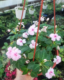 Бальзамин Ново-гвинейский (цветы нежно-розовые)