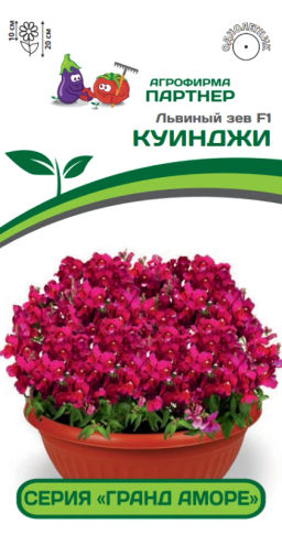 Львиный Зев низкорослый крупноцветковый Гранд Аморе Куинджи