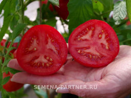 Томат Анфиса - Партнер фото 7