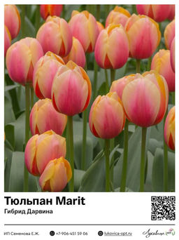 Тюльпан Marit (Гибрид Дарвина)