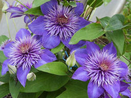 Клематис Multi Blue (Мульти Блю) - Долина роз фото 3