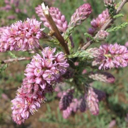 Мирикария лисохвостиковая 1 год ЗКС тара 0,5л высота 5-15см.