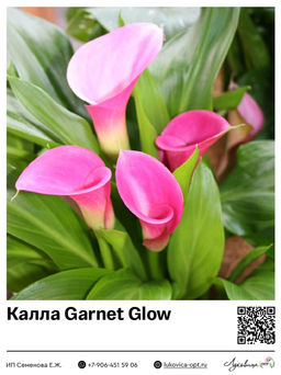 Калла Garnet Glow