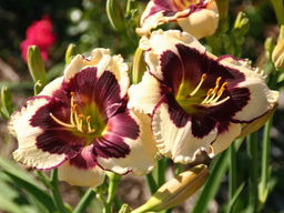 Лилейник Celebration of Angels (Селебрэйшн оф Энджелс)