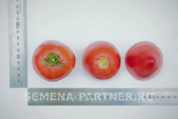 Томат Фукс - Партнер фото 6