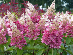Гортензия метельчатая Пинки винки (саженцы 2х летние, 30-60см)