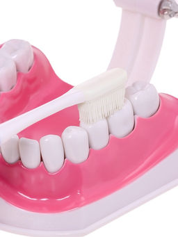 Набор для опытов Анатомия, челюсть человека - Эврики фото 8