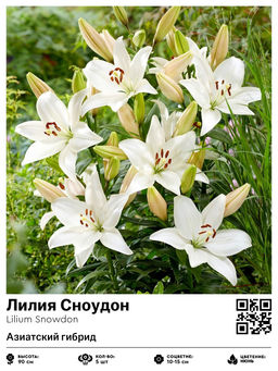 Лилия Snowdon (Азиатский гибрид) - Голландские луковицы фото 2