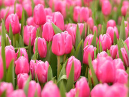 Тюльпан Jumbo Pink (Джамбо Пинк)