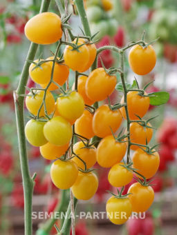 Томат Черри Софа - Партнер фото 5