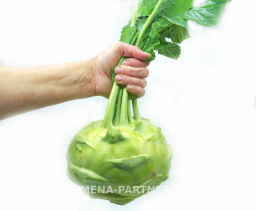 Капуста кольраби Гигант - Партнер фото 4