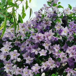 Клематис Эмилия Платер - Долина роз фото 4