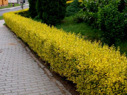 Бирючина пестролистная желтая - Долина роз фото 5