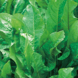 6251U Щавель Бельвильский 1гр