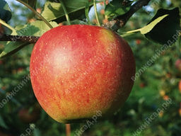 Яблоня Услада